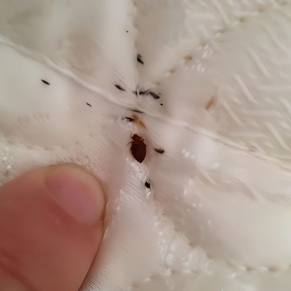 Обработка от клопов в квартире - дезинсекция